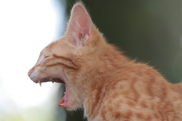 Zívajúca mačka z profilu