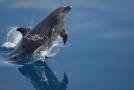 Delfín vynárajúci sa z vody