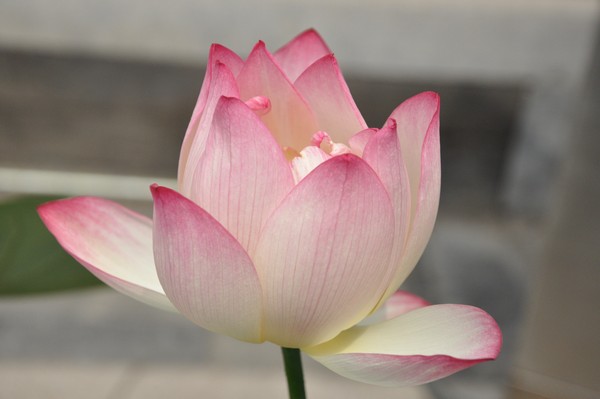 Ružový lotosový kvet