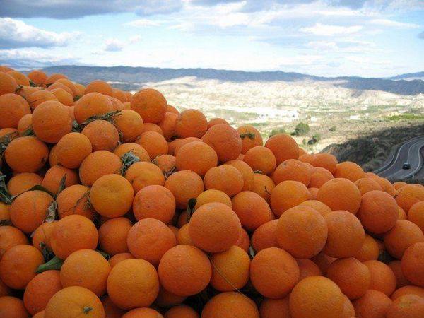 Pomaranče Slnko Španielsko
