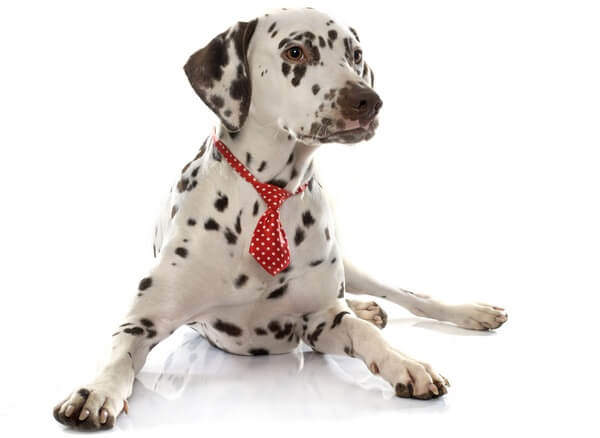 Ležiaci dalmatínsky pes s kravatou na krku