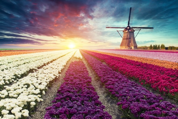 Veterný mlyn a tulipánové pole Holandsko