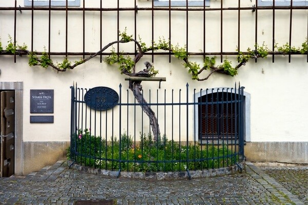 Najstaršia vínna réva na boku domu v Maribore